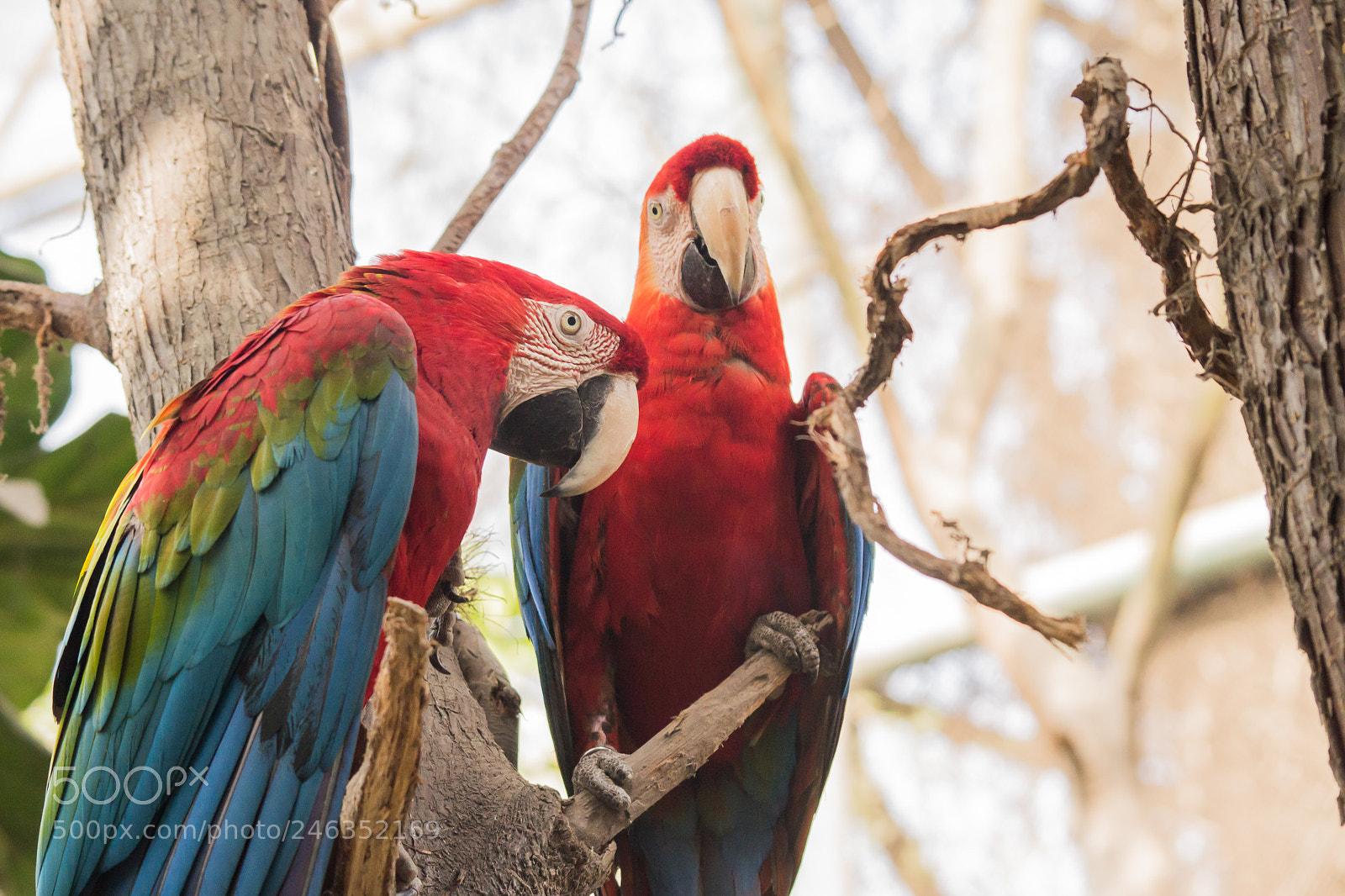 Nikon D3100 sample photo. Animals photography