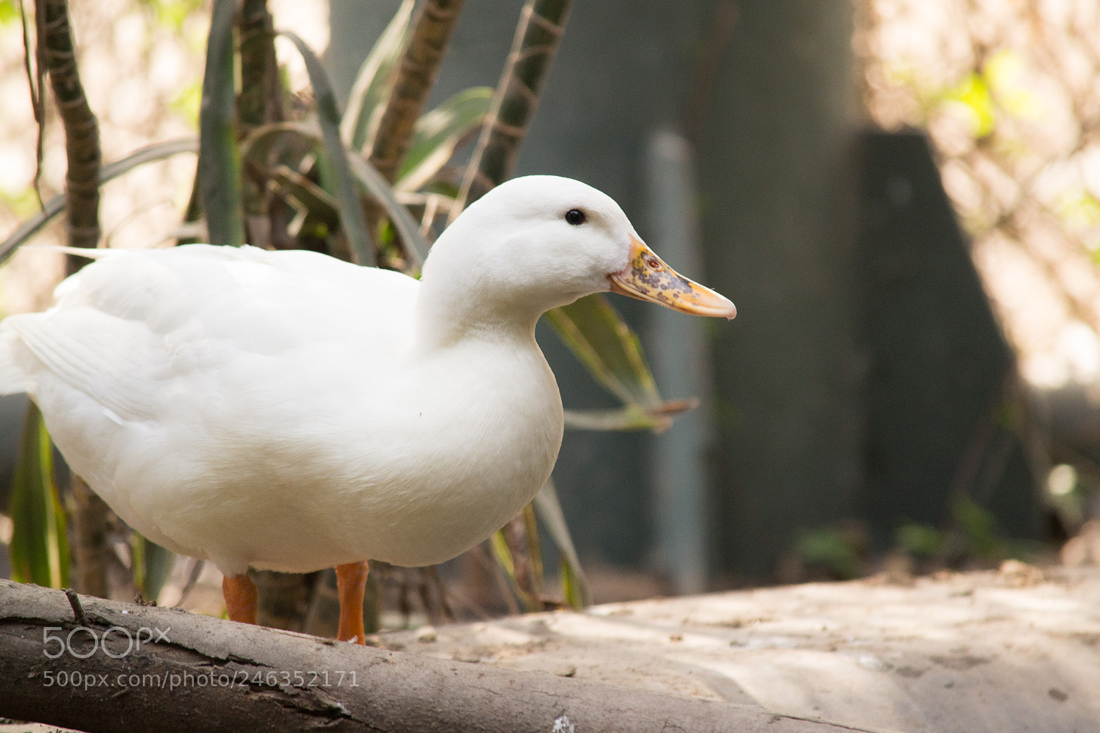 Nikon D3100 sample photo. Animals photography