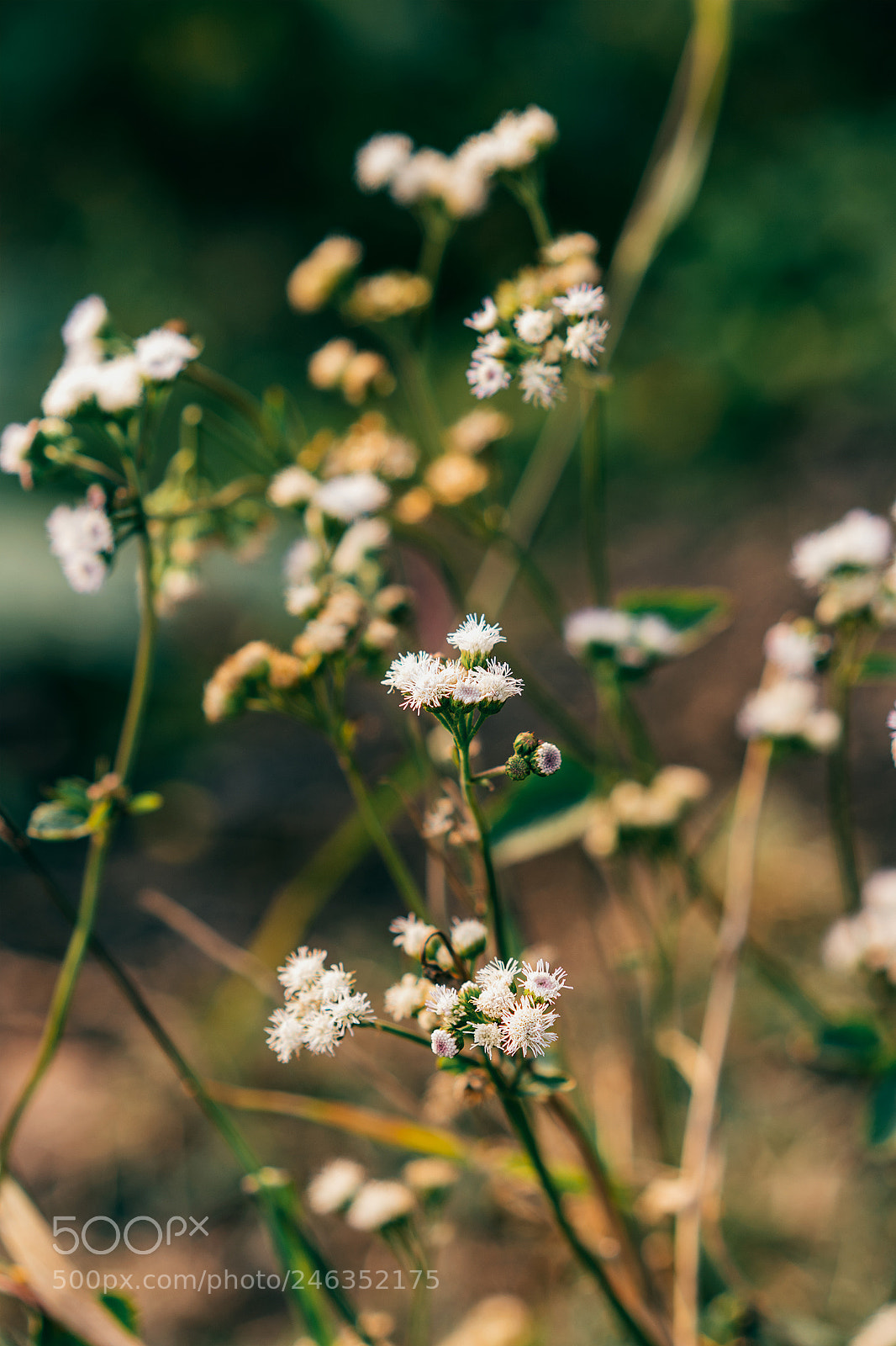 Sony a7R II sample photo. Unkown flower. photography