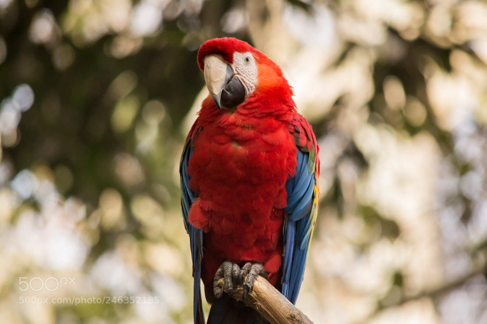 Nikon D3100 sample photo. Animals photography