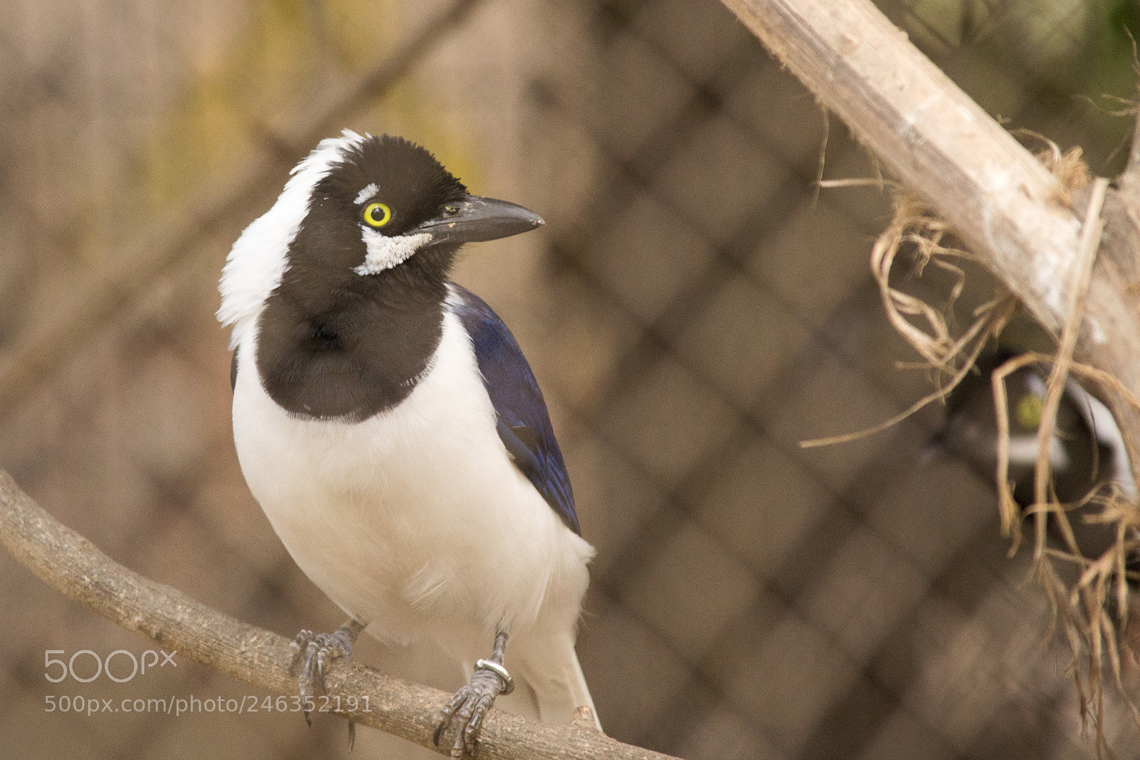 Nikon D3100 sample photo. Animals photography