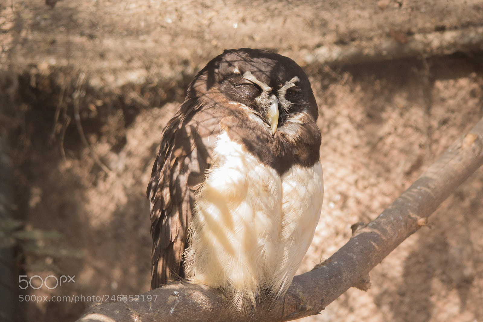 Nikon D3100 sample photo. Animals photography