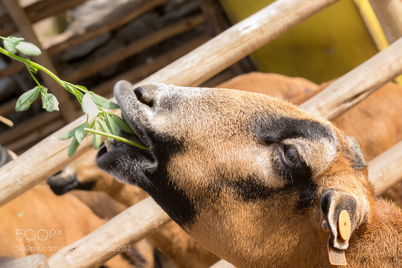 Nikon D3100 sample photo. Animals photography