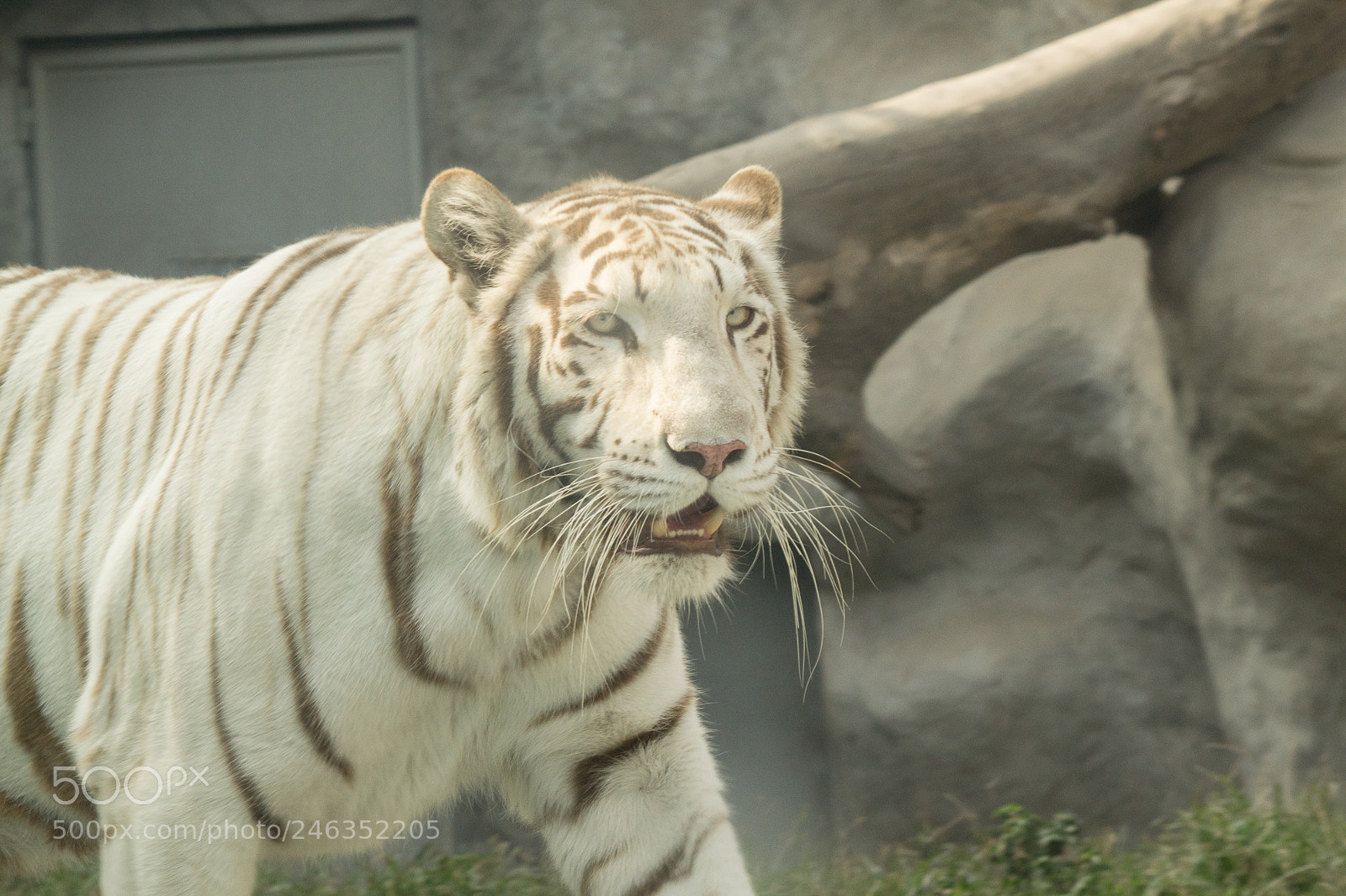 Nikon D3100 sample photo. Animals photography