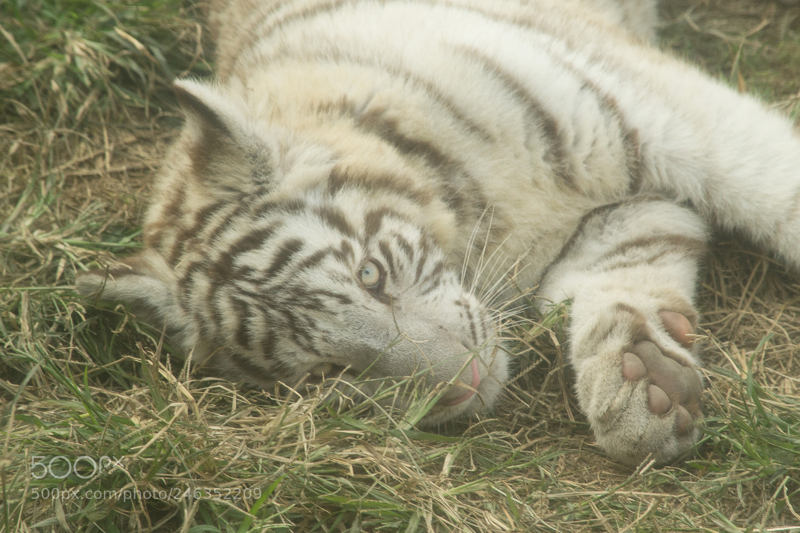 Nikon D3100 sample photo. Animals photography