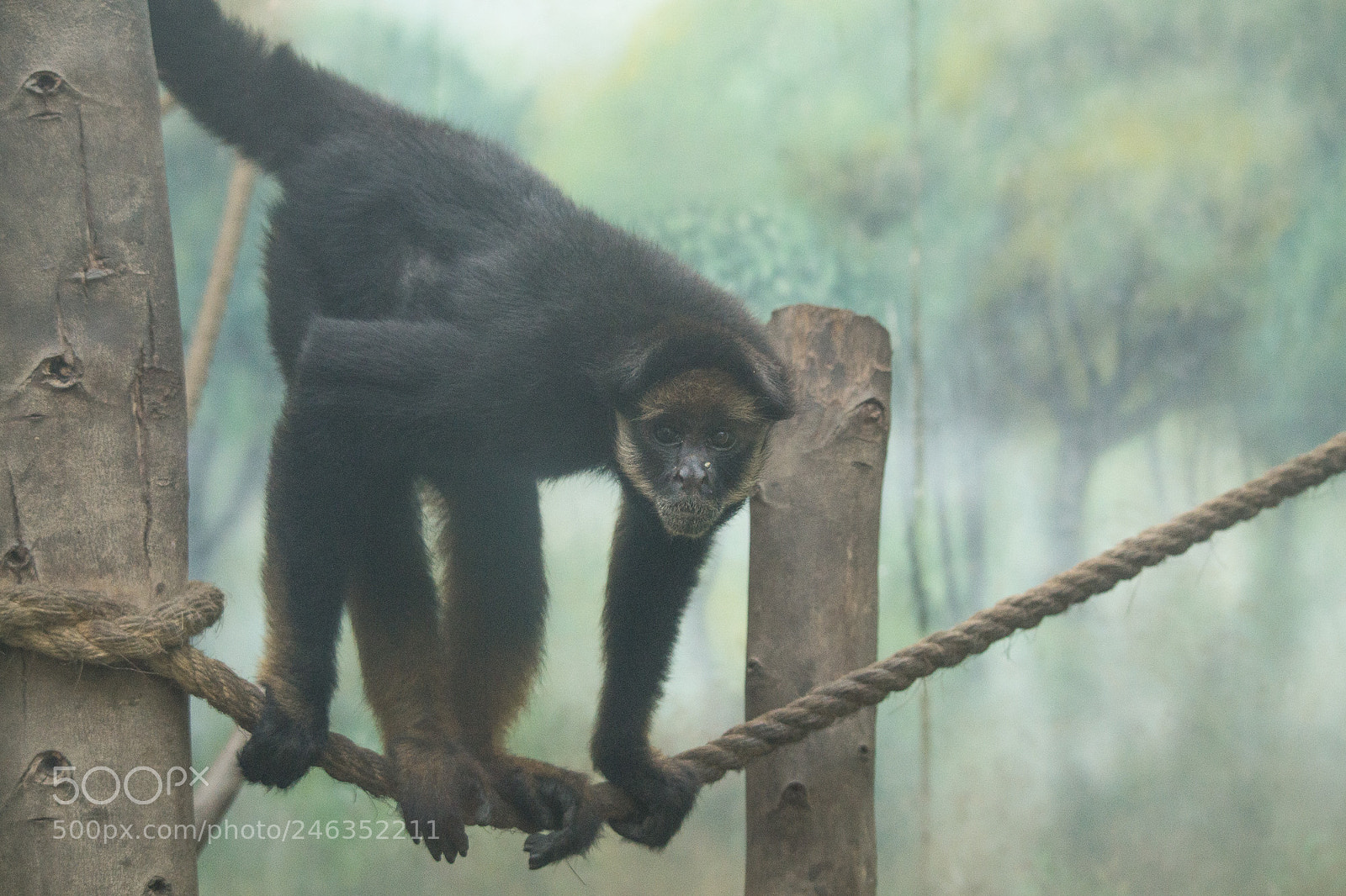 Nikon D3100 sample photo. Animals photography
