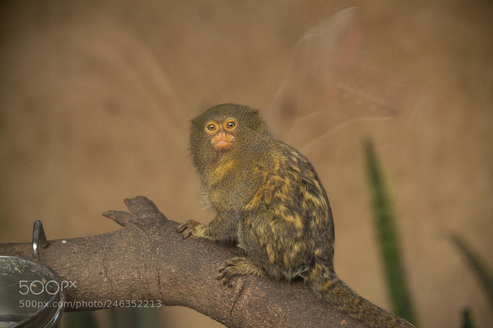 Nikon D3100 sample photo. Animals photography