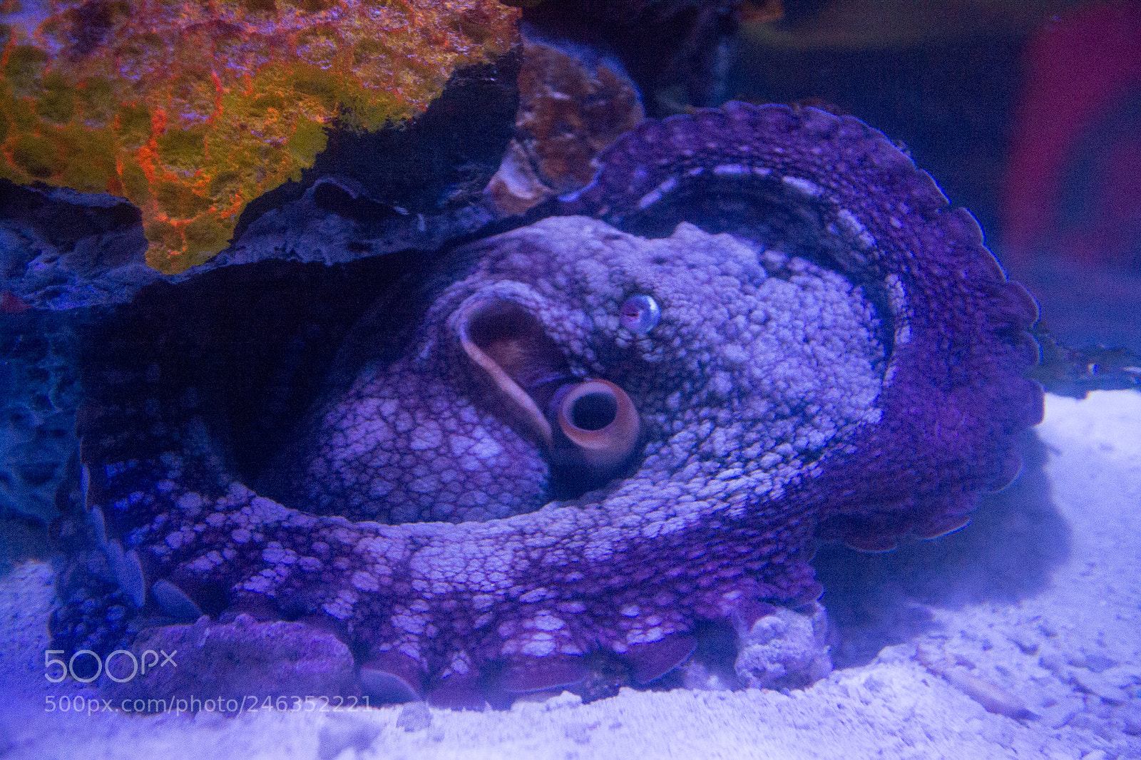 Nikon D3100 sample photo. Animals photography
