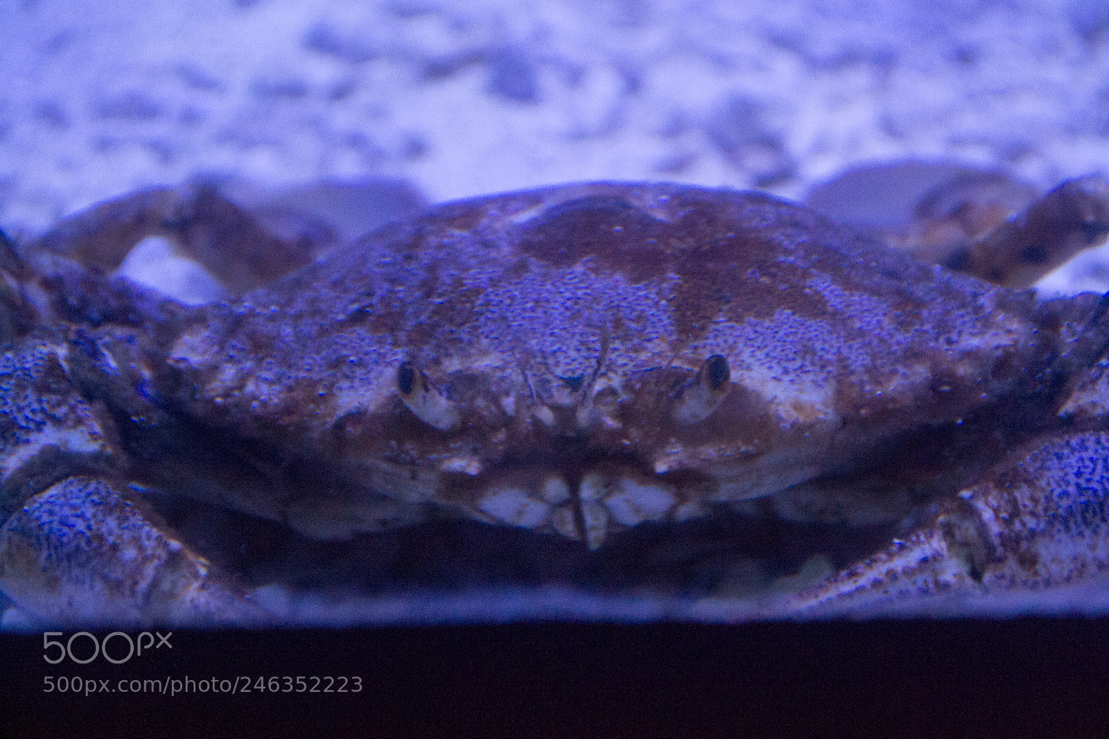 Nikon D3100 sample photo. Animals photography