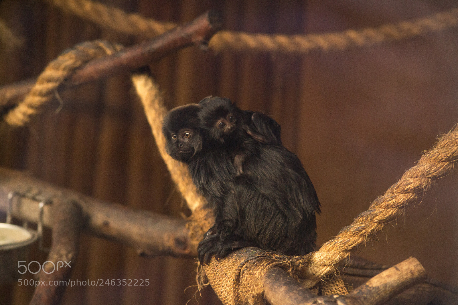 Nikon D3100 sample photo. Animals photography