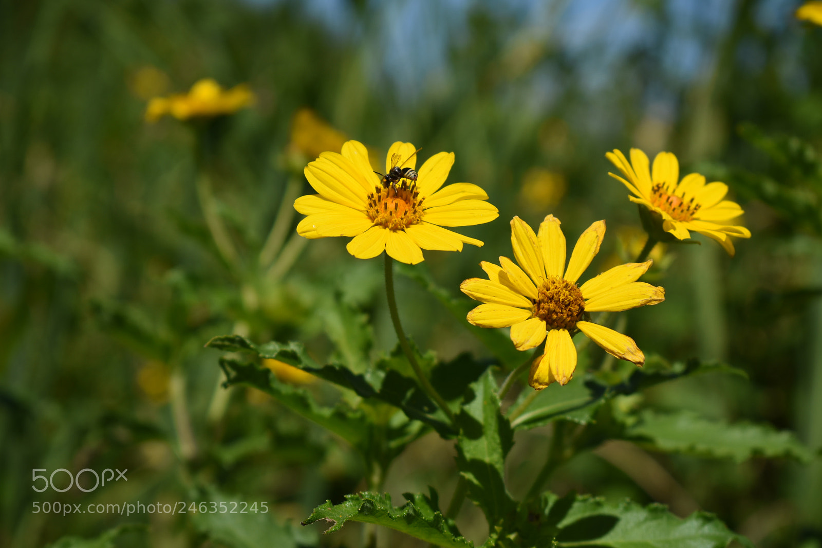 Nikon D3400 sample photo. 002.jpg photography