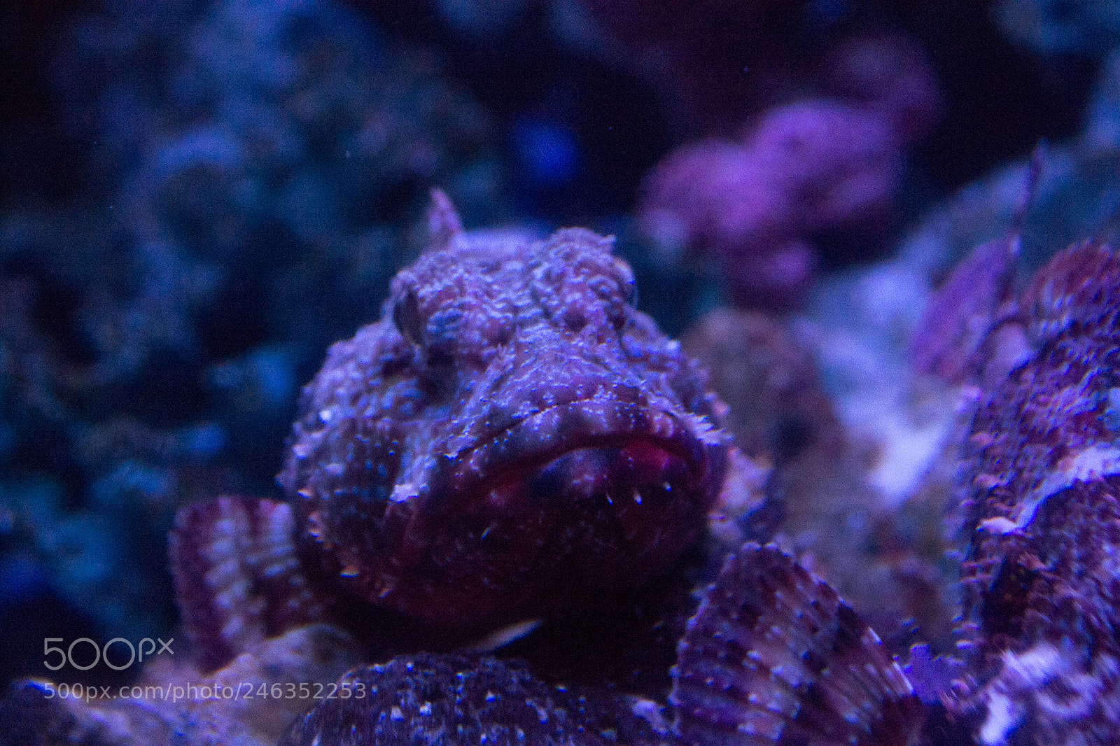 Nikon D3100 sample photo. Animals photography