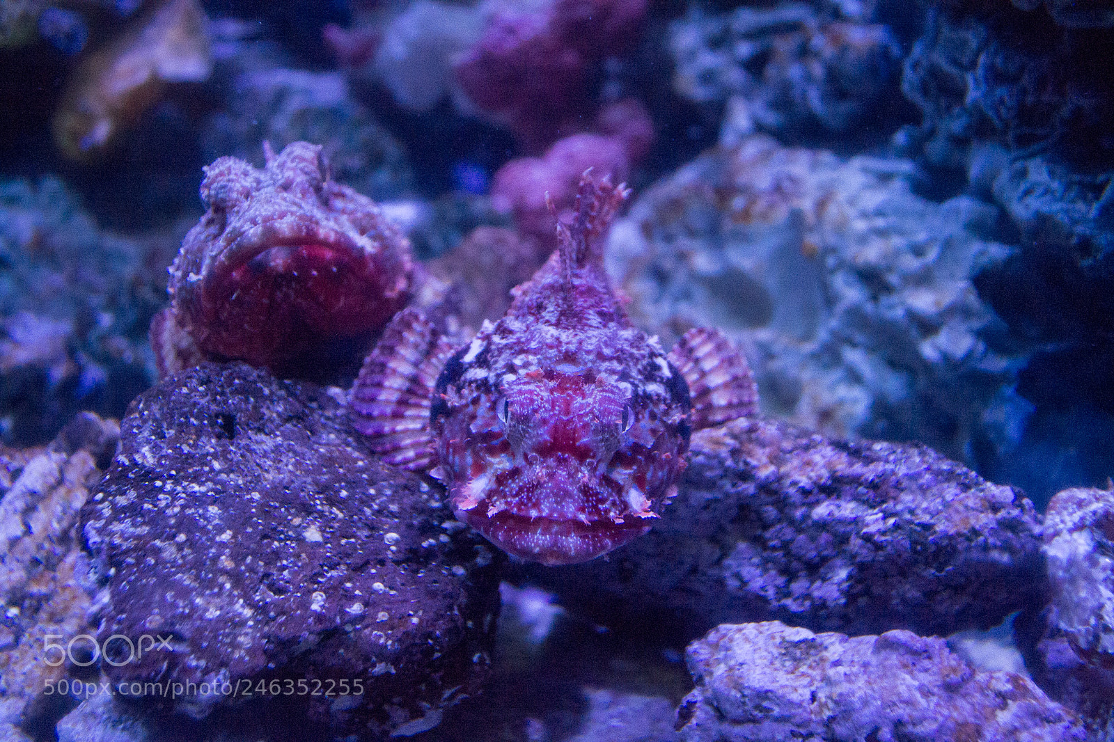 Nikon D3100 sample photo. Animals photography