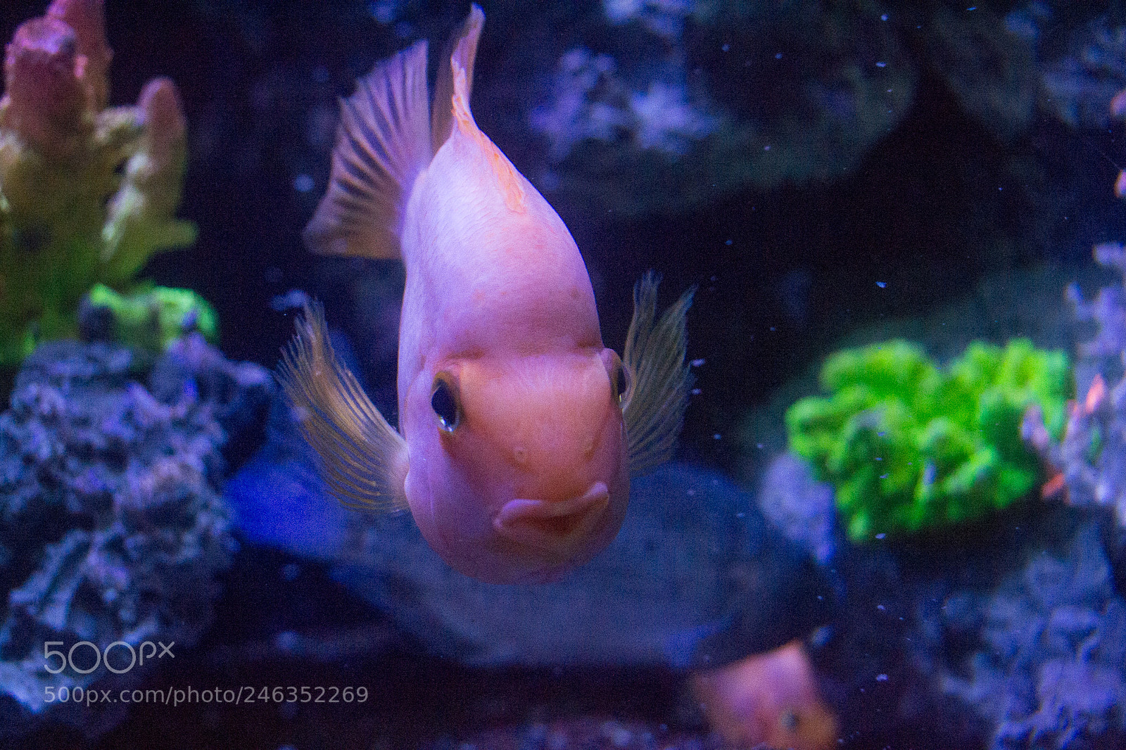 Nikon D3100 sample photo. Animals photography