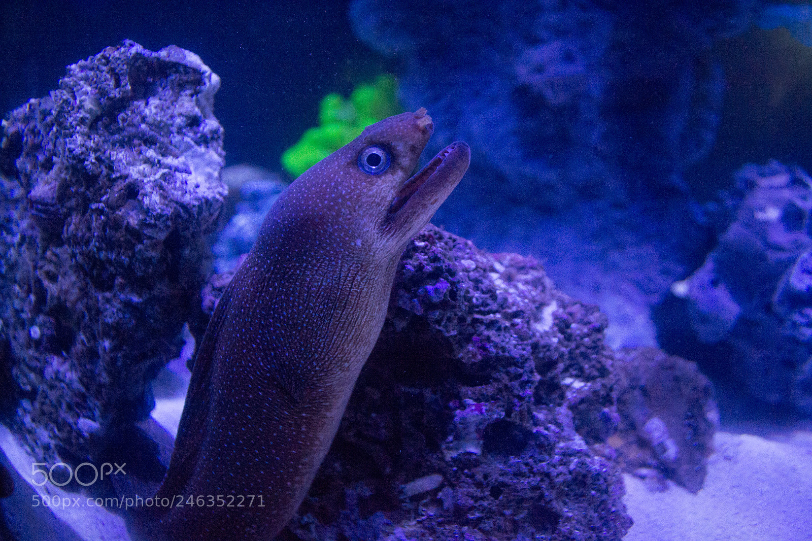Nikon D3100 sample photo. Animals photography