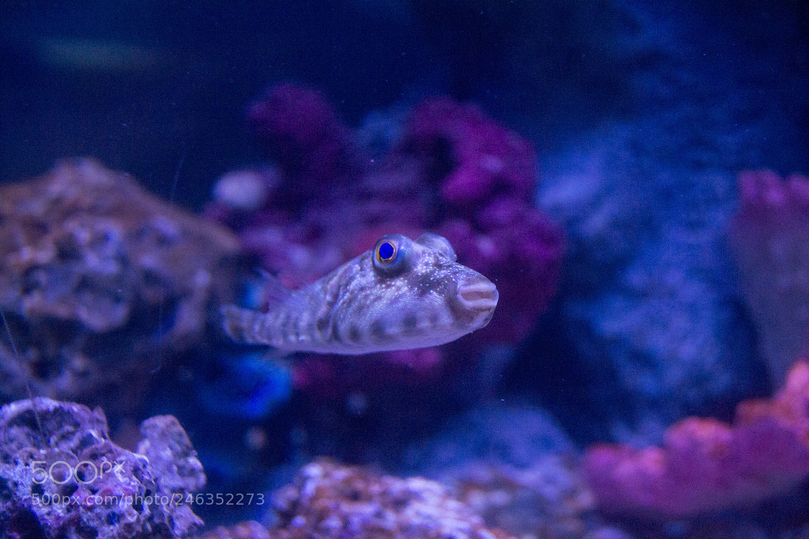 Nikon D3100 sample photo. Animals photography