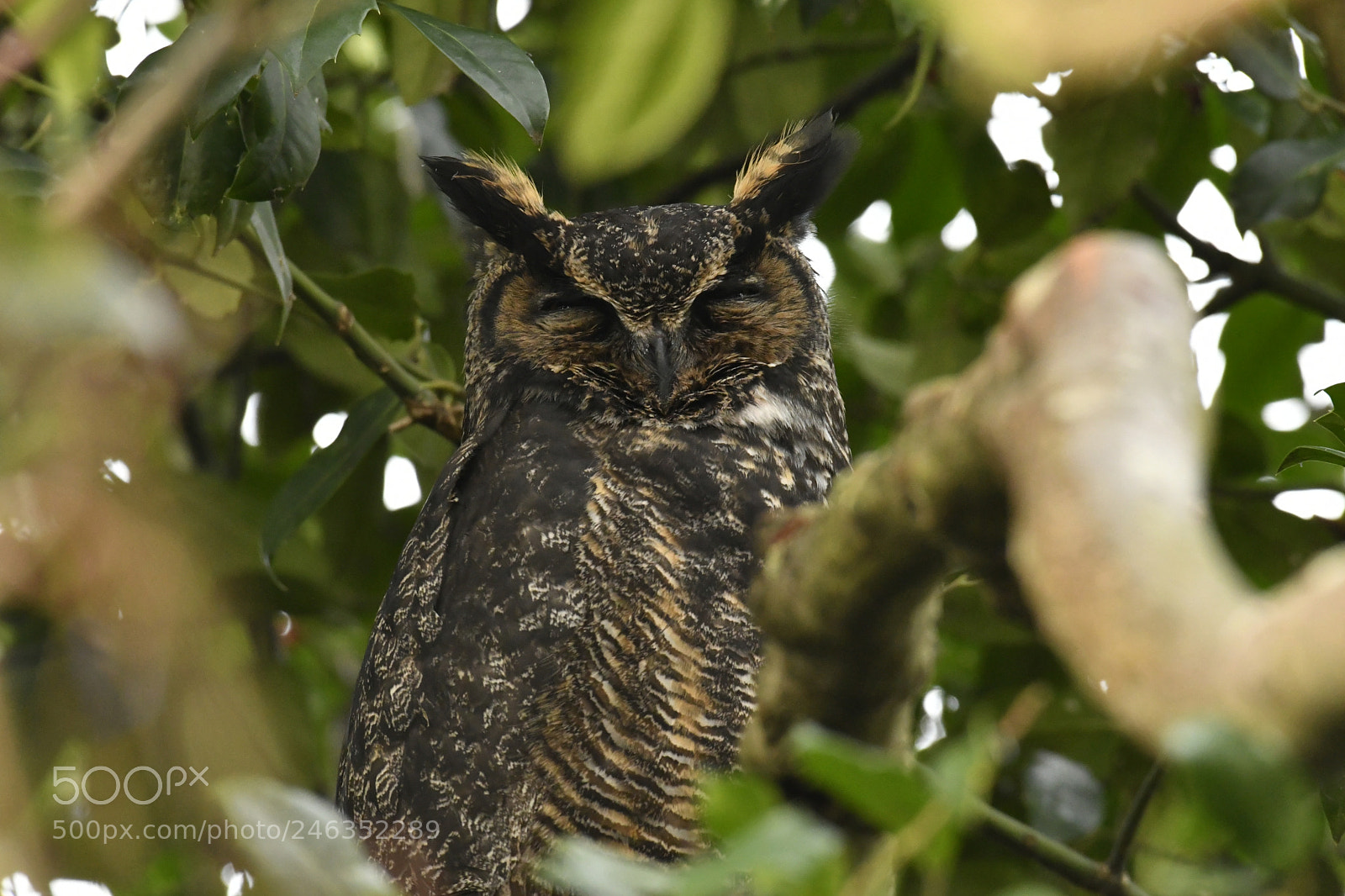 Nikon AF-S Nikkor 200-500mm F5.6E ED VR sample photo. Sleeepy photography