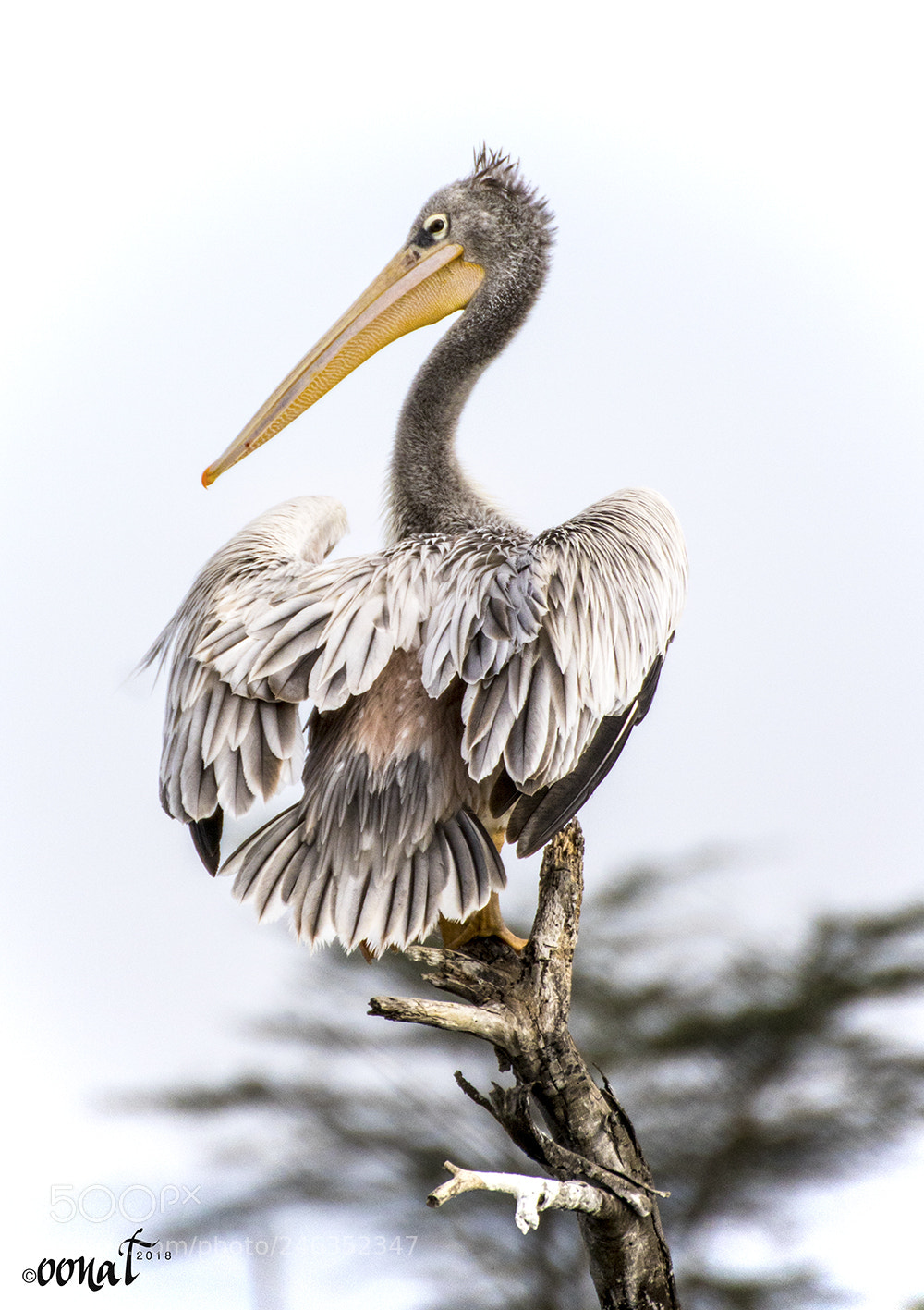 Canon EOS 750D (EOS Rebel T6i / EOS Kiss X8i) sample photo. Pelican photography