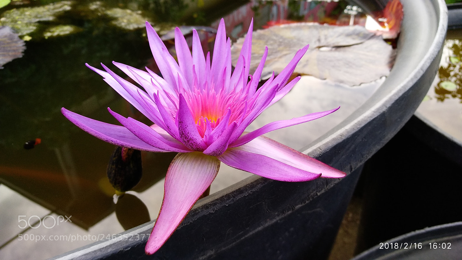 Xiaomi MI MAX 2 sample photo. Untitled photography