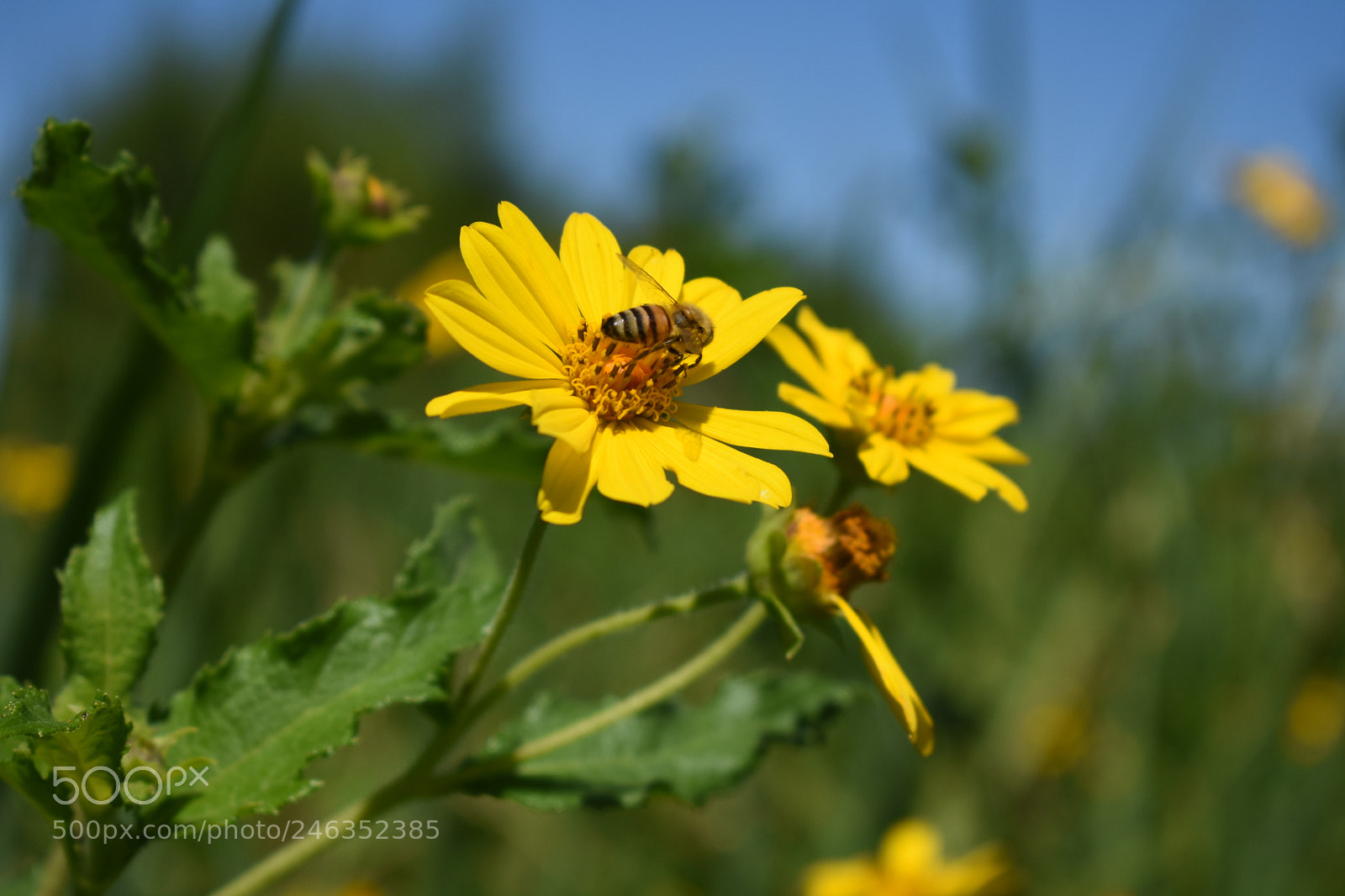 Nikon D3400 sample photo. 004.jpg photography