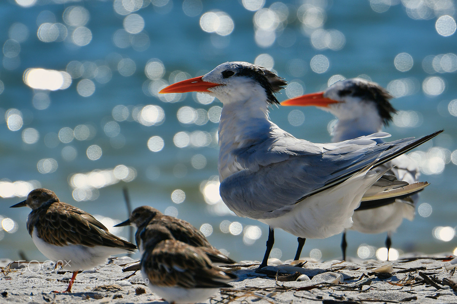 Nikon D500 sample photo. Royal terns photography
