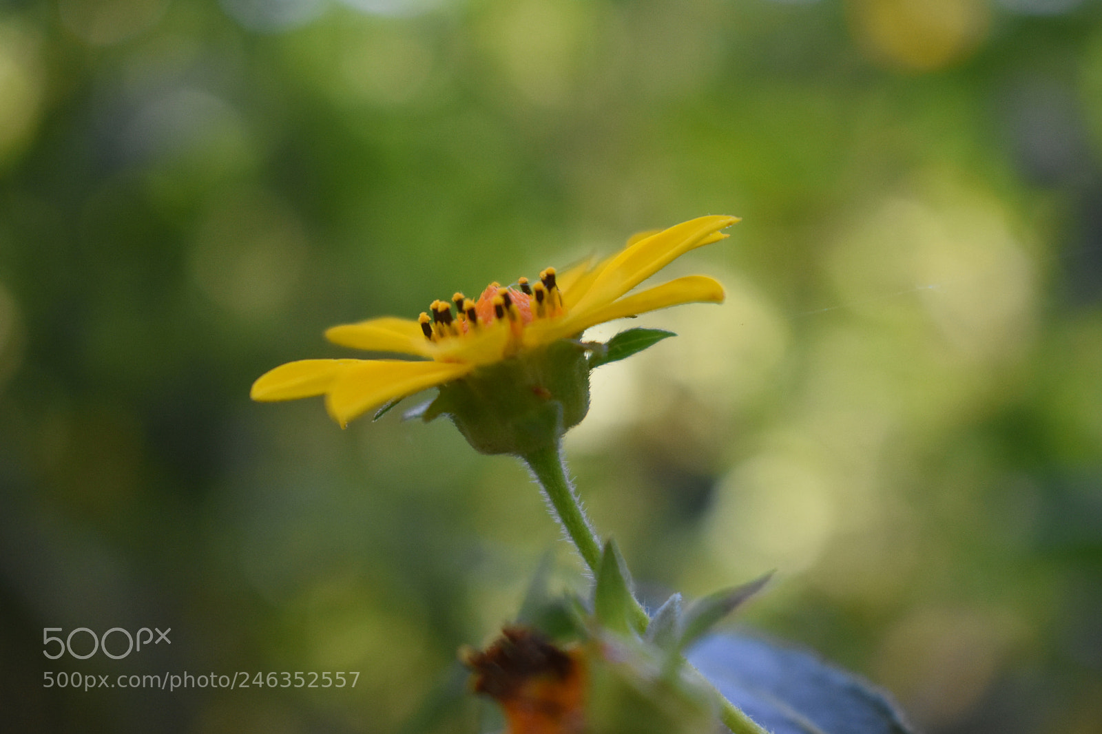 Nikon D3400 sample photo. 017.jpg photography