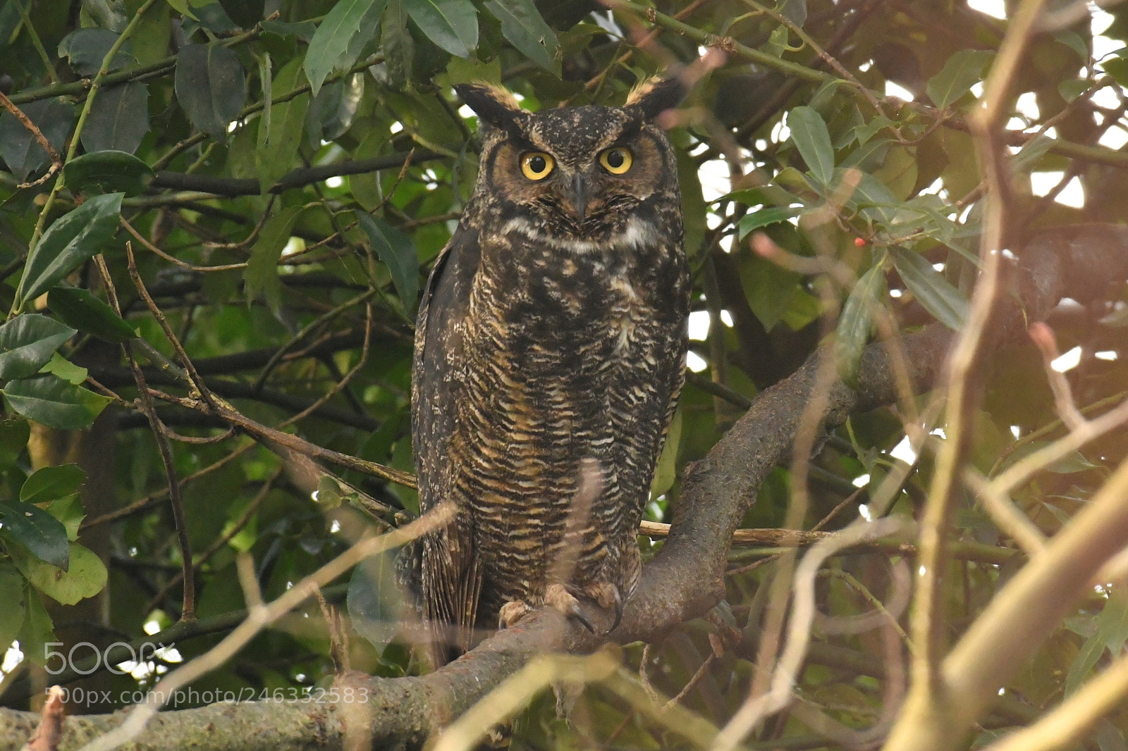 Nikon AF-S Nikkor 200-500mm F5.6E ED VR sample photo. Got my eyes on photography