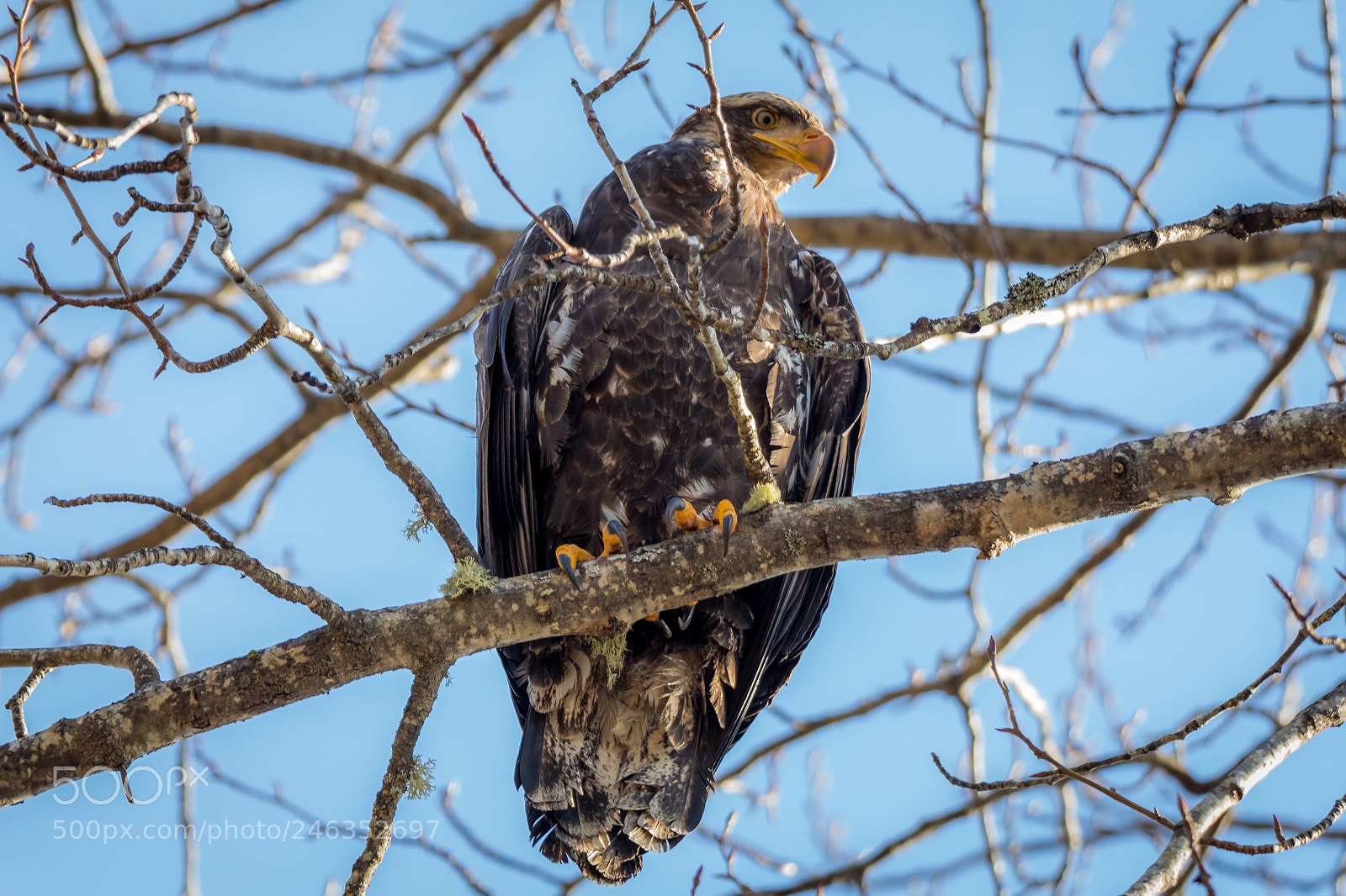 Canon EOS 700D (EOS Rebel T5i / EOS Kiss X7i) sample photo. Eagle looking for food... photography
