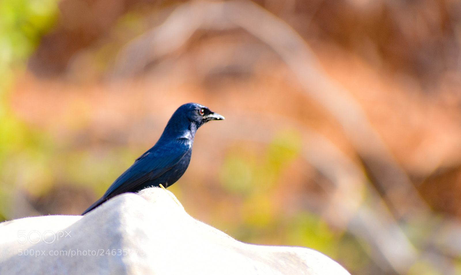 Nikon D3400 sample photo. Black drongo photography