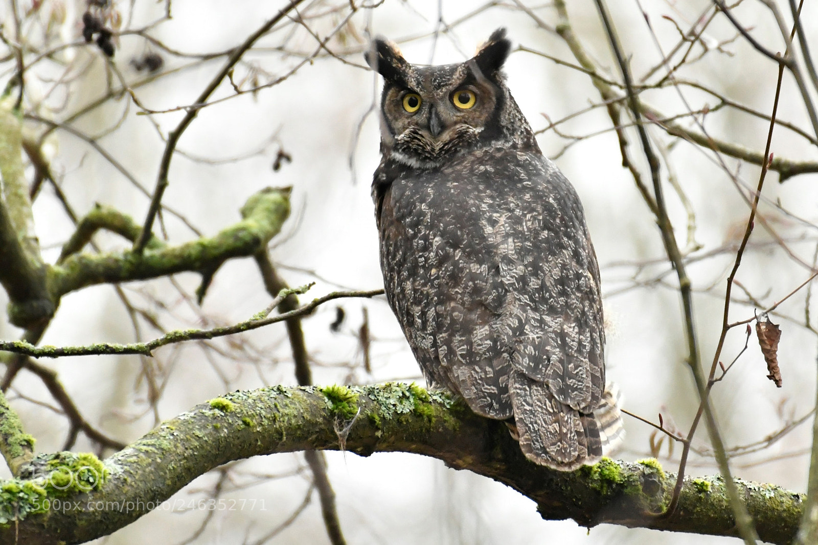 Nikon AF-S Nikkor 200-500mm F5.6E ED VR sample photo. Whatcha doin photography