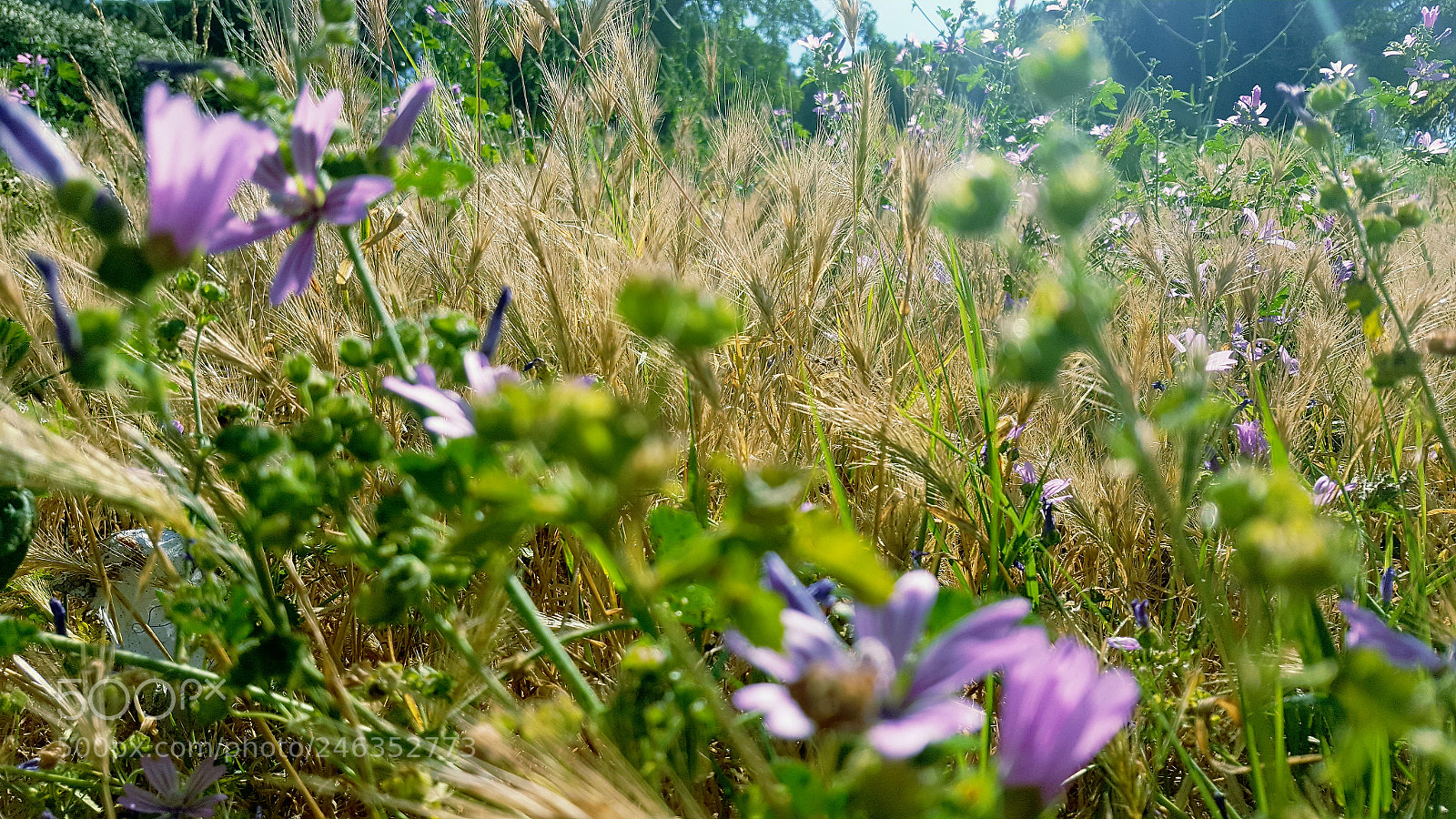 Samsung Galaxy S6 sample photo. 20170604_160317.jpg photography