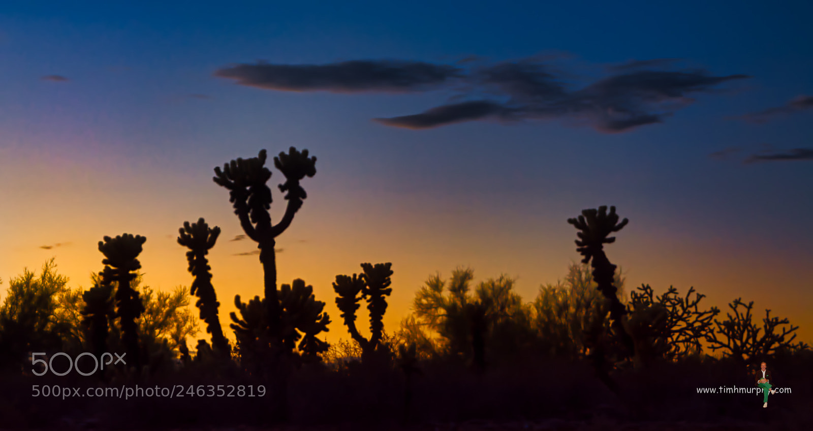 Nikon D7100 sample photo. Cholla photography