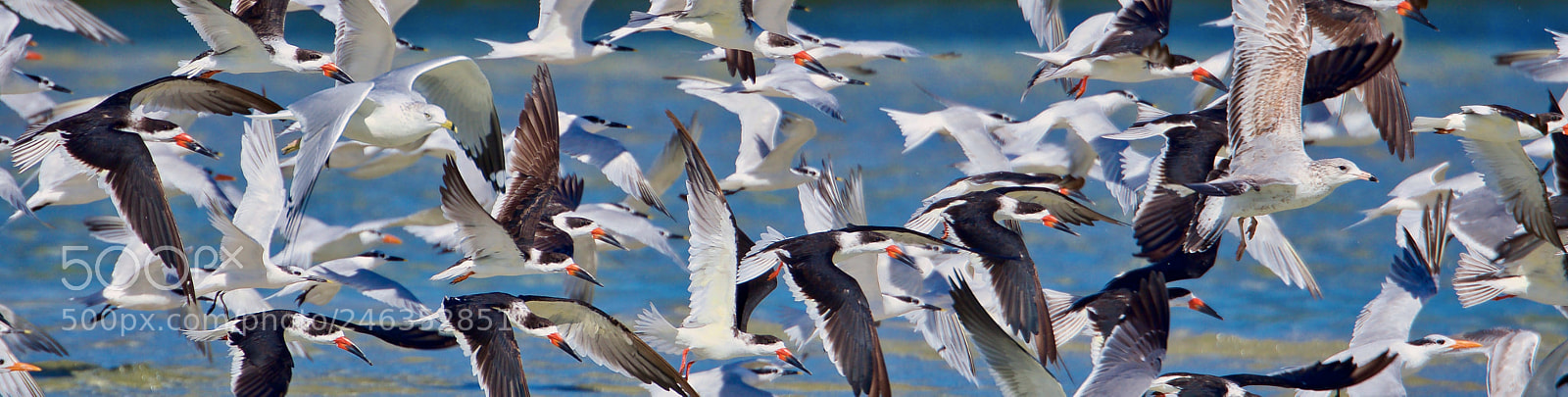 Nikon D500 sample photo. Flock of seabirds photography