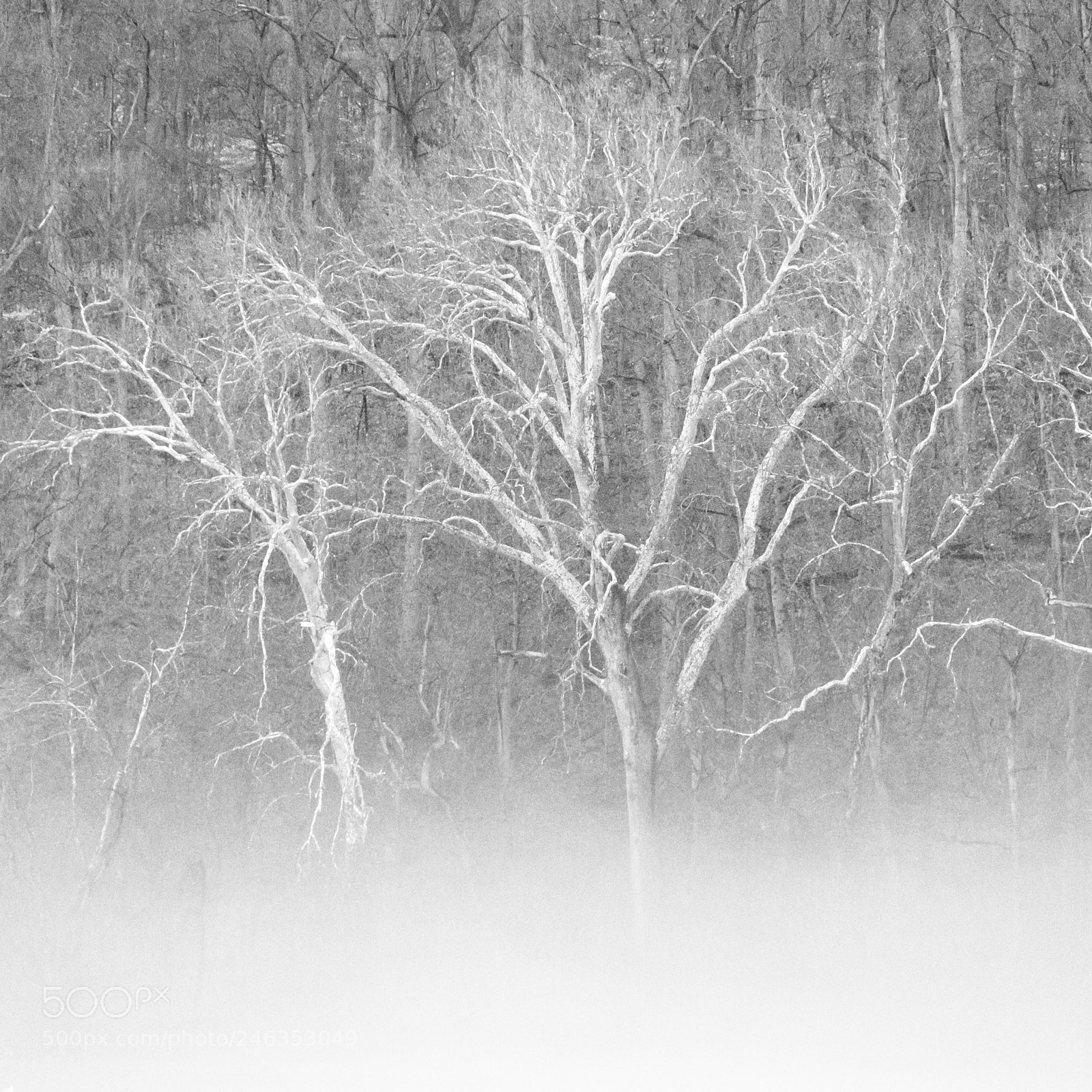 Canon EOS M6 sample photo. A misty morning on photography