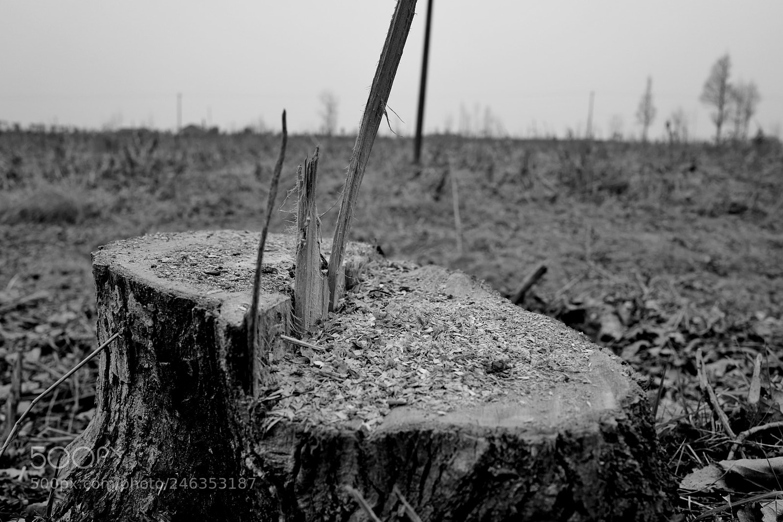 Leica Q (Typ 116) sample photo. Untitled photography