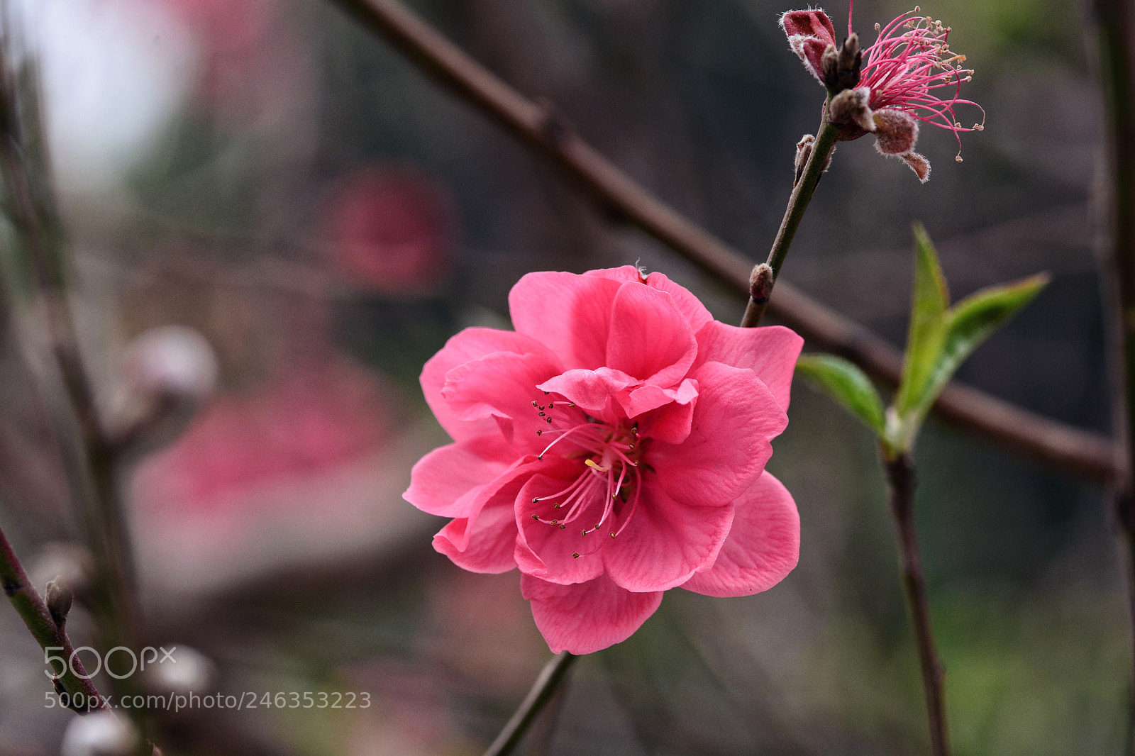 Nikon D7100 sample photo. Untitled photography