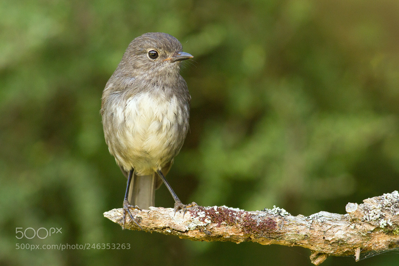Canon EOS 7D sample photo. Nz robin stance (5) photography
