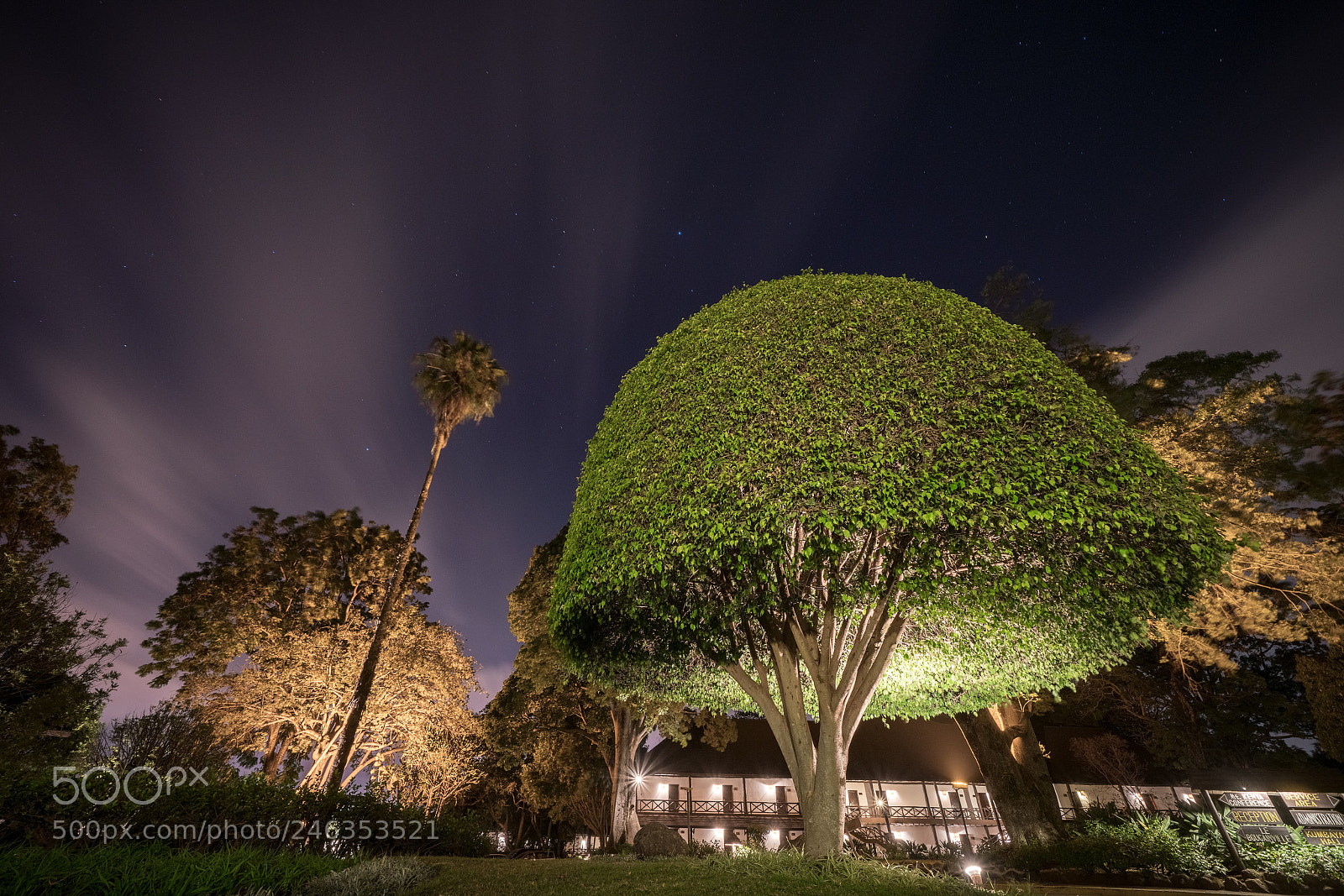 Sony a7R III sample photo. Rounded tree photography