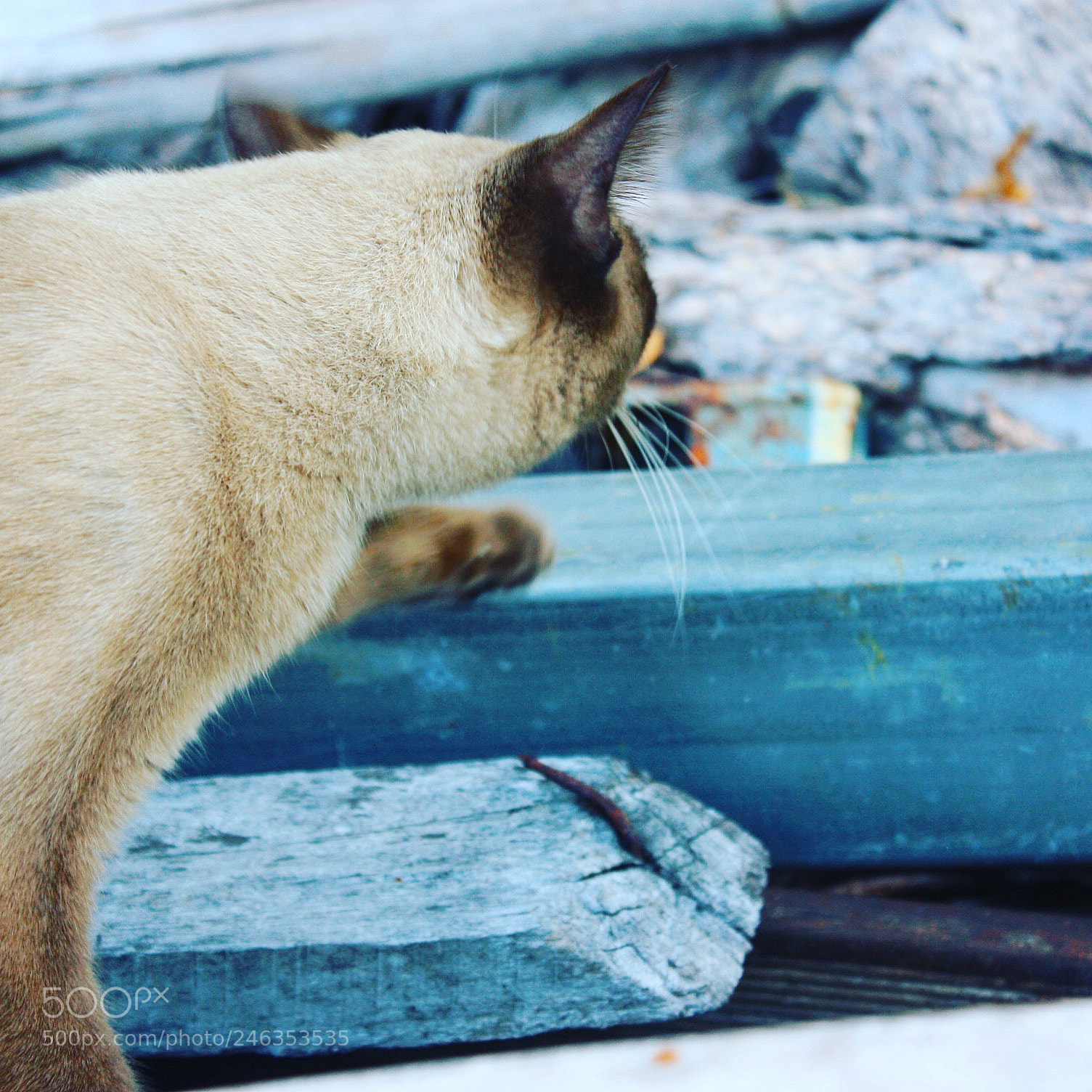 Canon EOS 450D (EOS Rebel XSi / EOS Kiss X2) sample photo. This is my cat photography