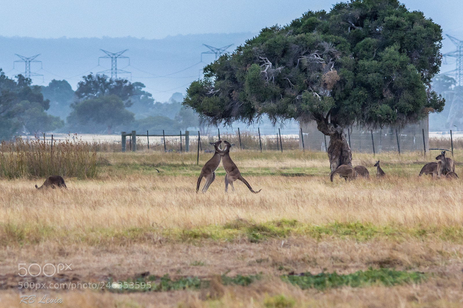 Nikon D5200 sample photo. Fighting roos photography