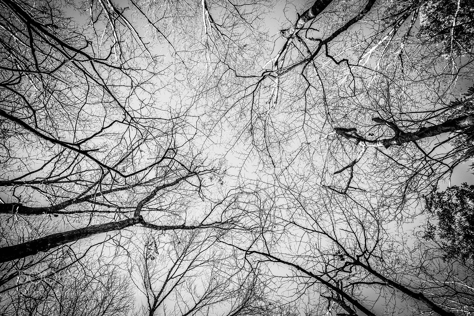 Nikon D5600 sample photo. Aokigara forest in winter photography