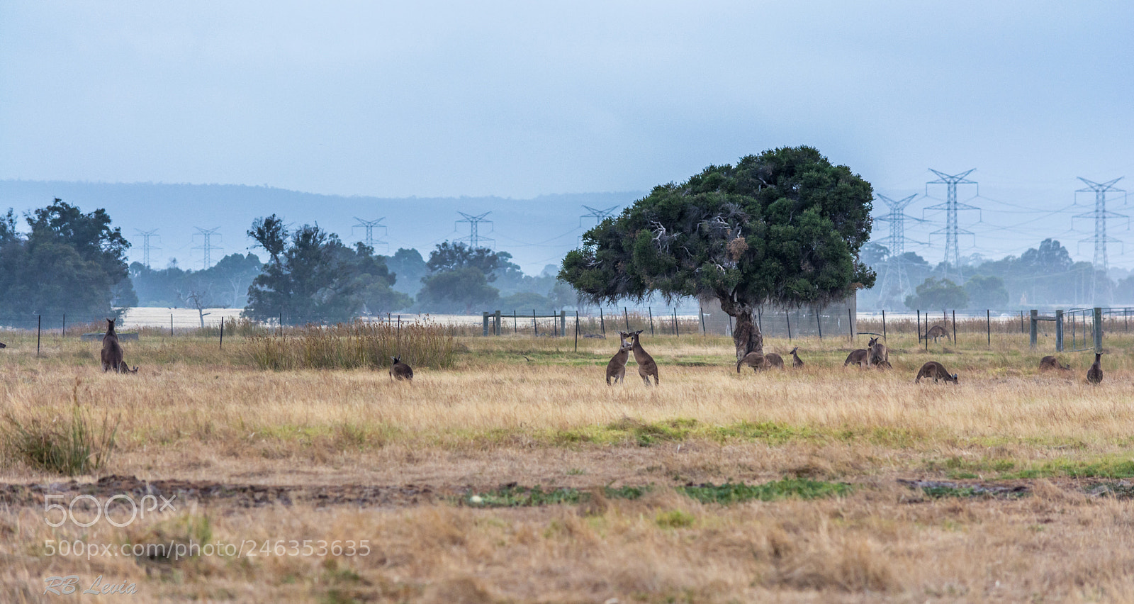 Nikon D5200 sample photo. Fighting roos photography
