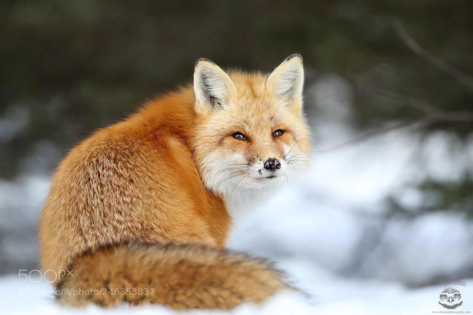 Canon EOS-1D X Mark II sample photo. One last look photography