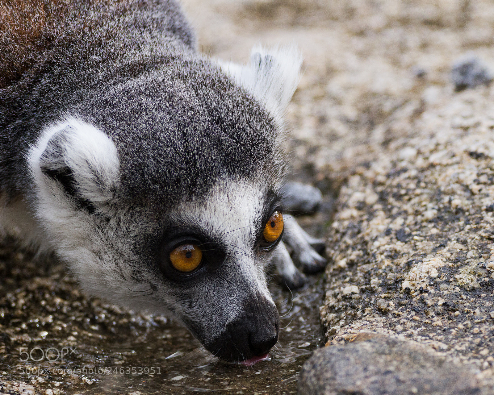 Canon EOS 7D sample photo. Ringtail lemur photography