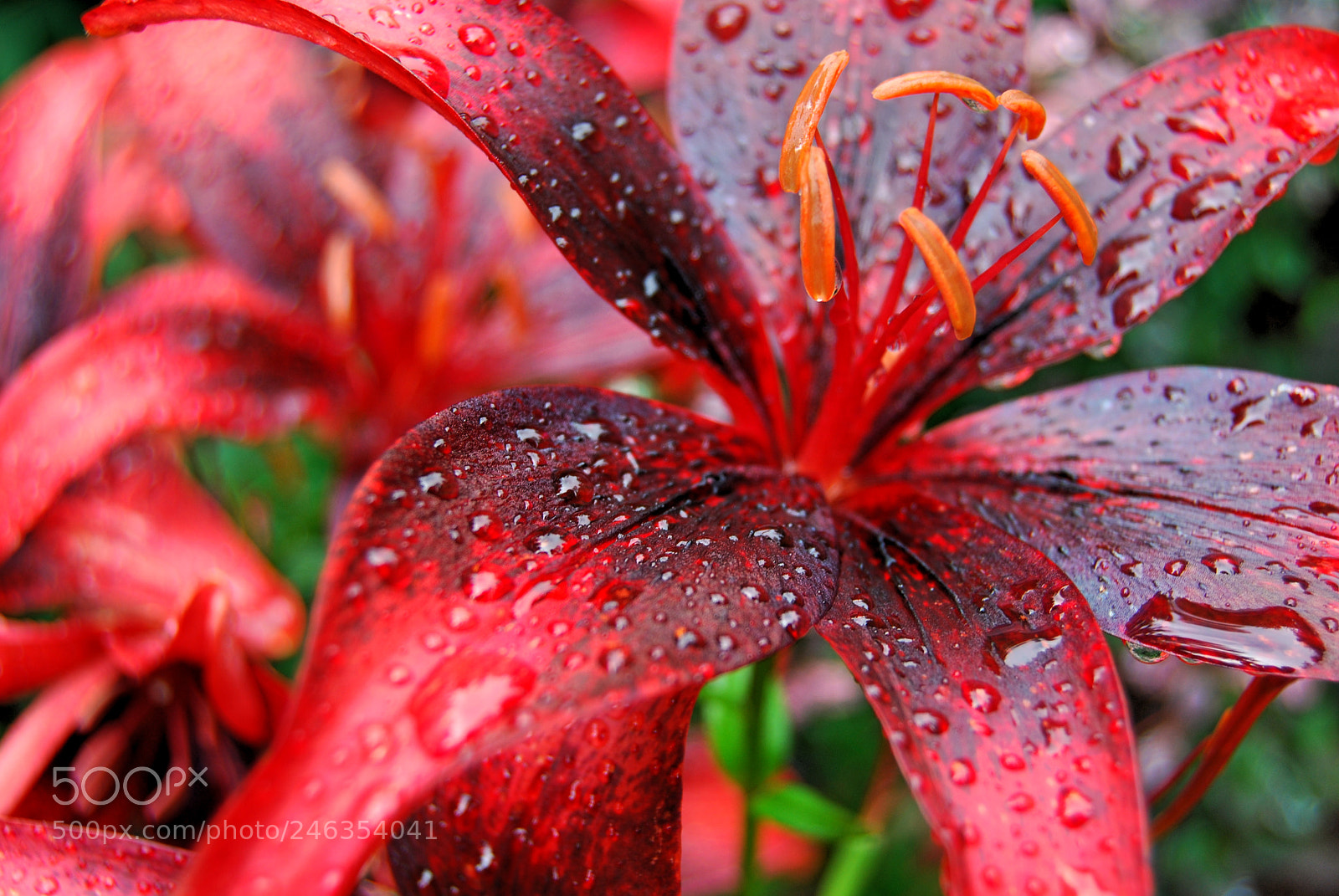 Nikon D60 sample photo. Crimson lily photography