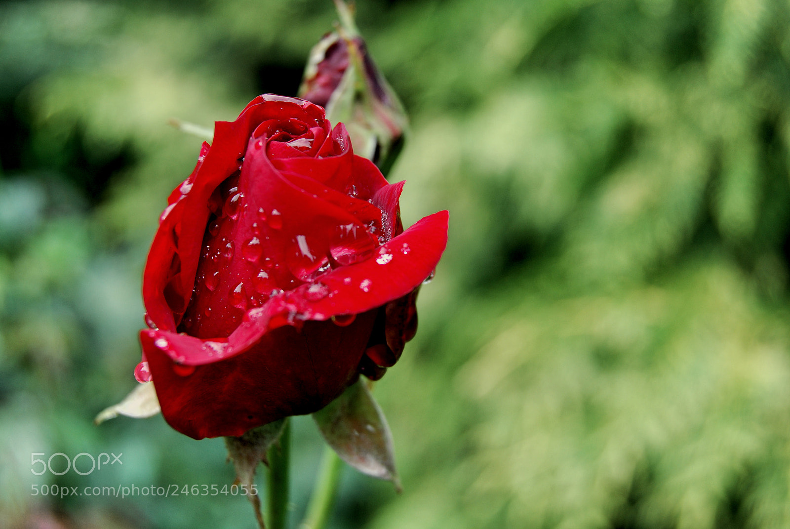 Nikon D60 sample photo. Enchanted rose photography