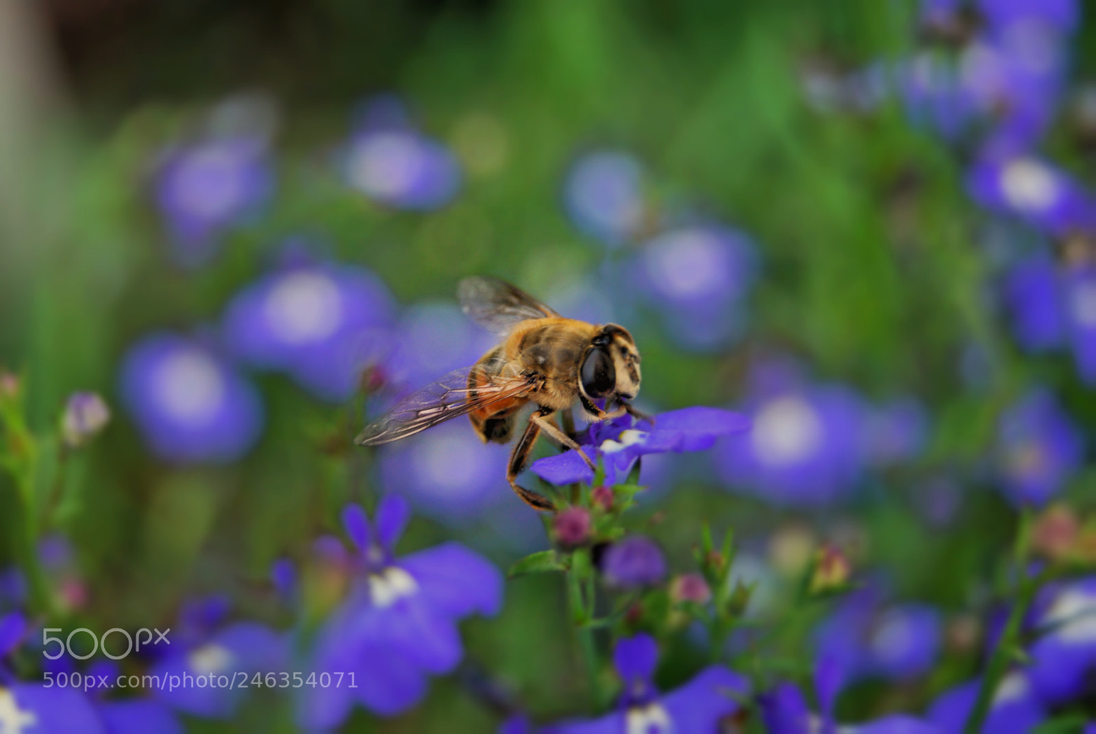 Nikon D60 sample photo. Bumblebee photography