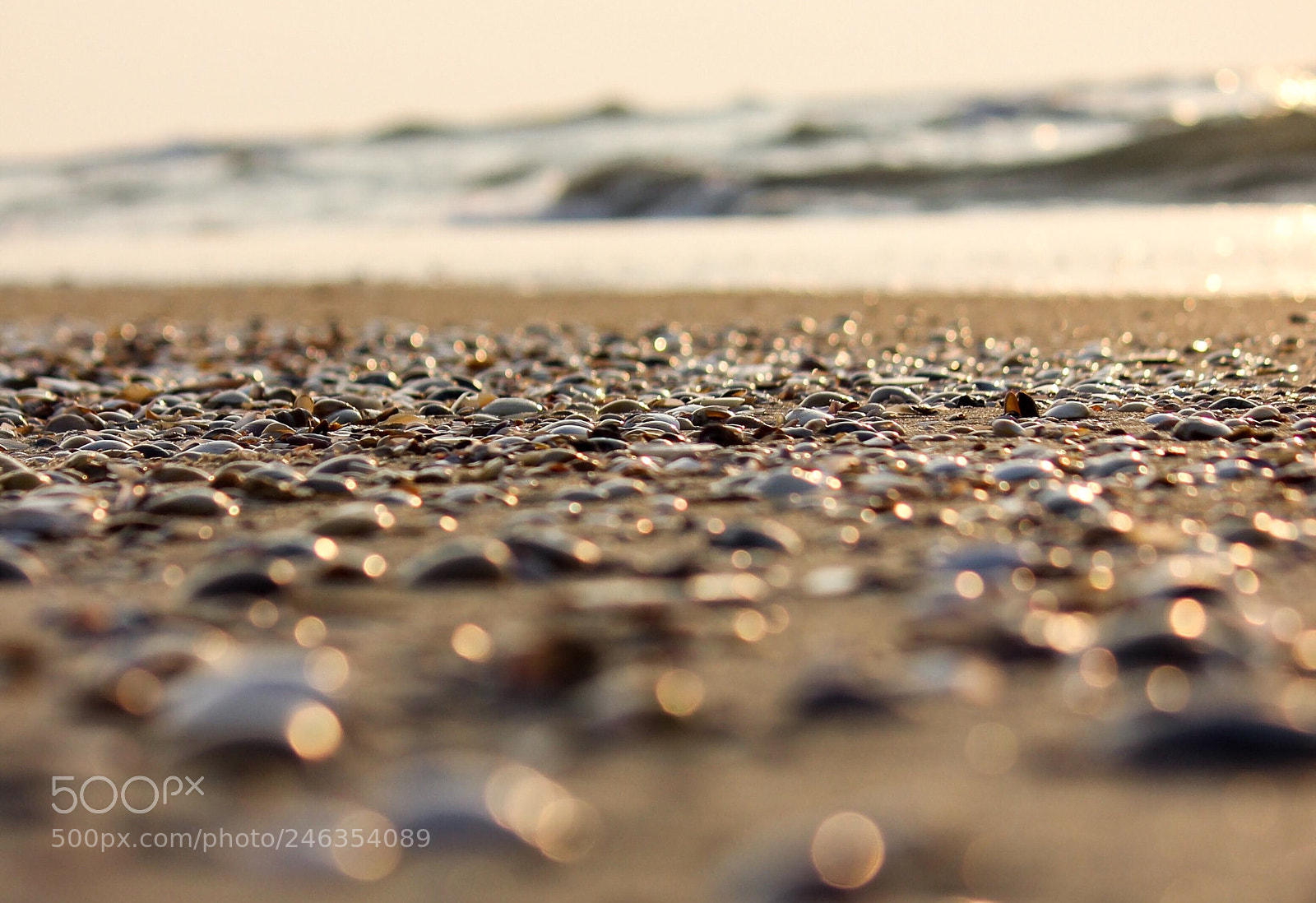 Canon EOS 600D (Rebel EOS T3i / EOS Kiss X5) sample photo. Shells ? photography