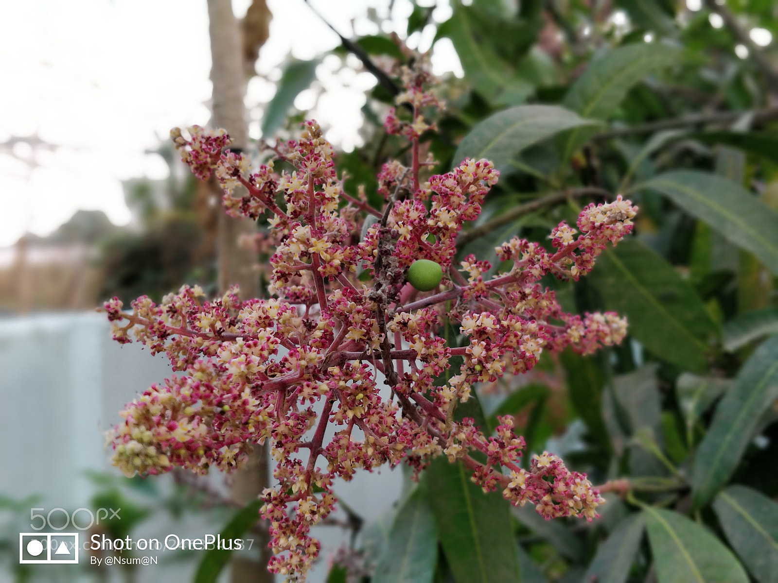 OnePlus 5 sample photo. Immature mango with flower photography