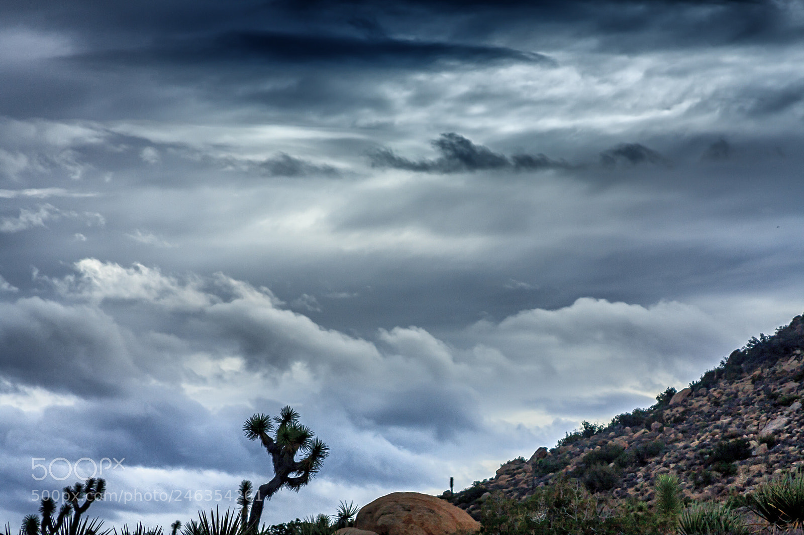 Canon EOS 40D sample photo. Joshua tree photography